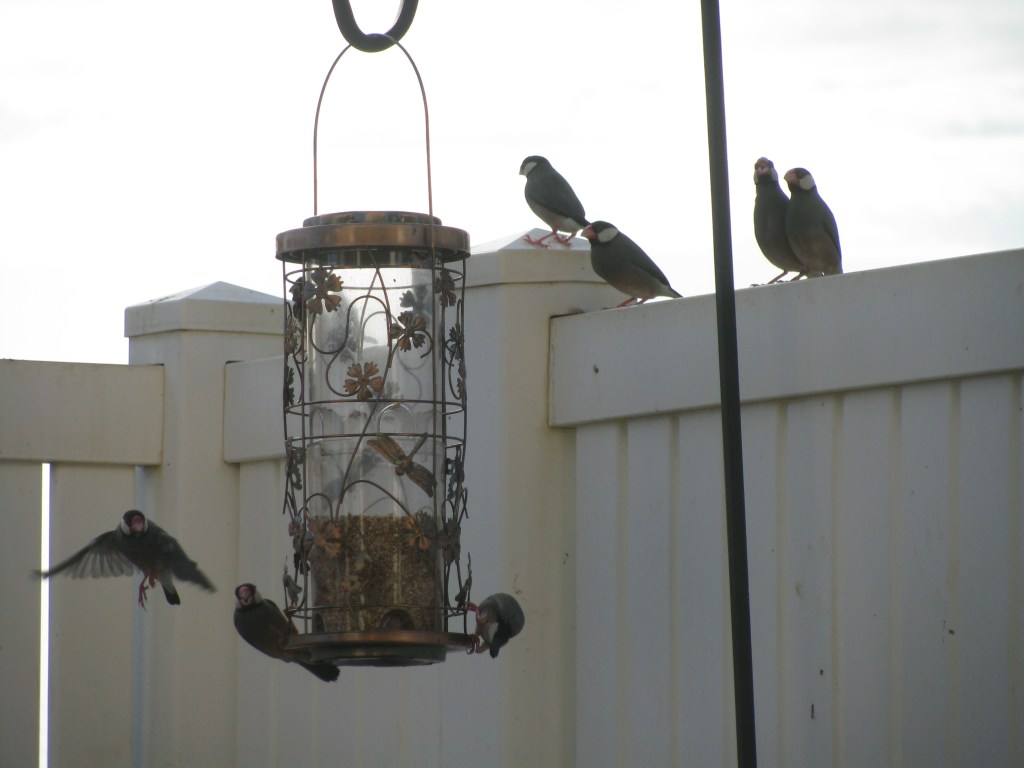 Sparrow feeder