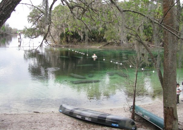 Manatees