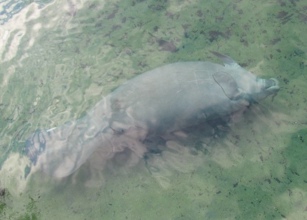 Manatee swimming