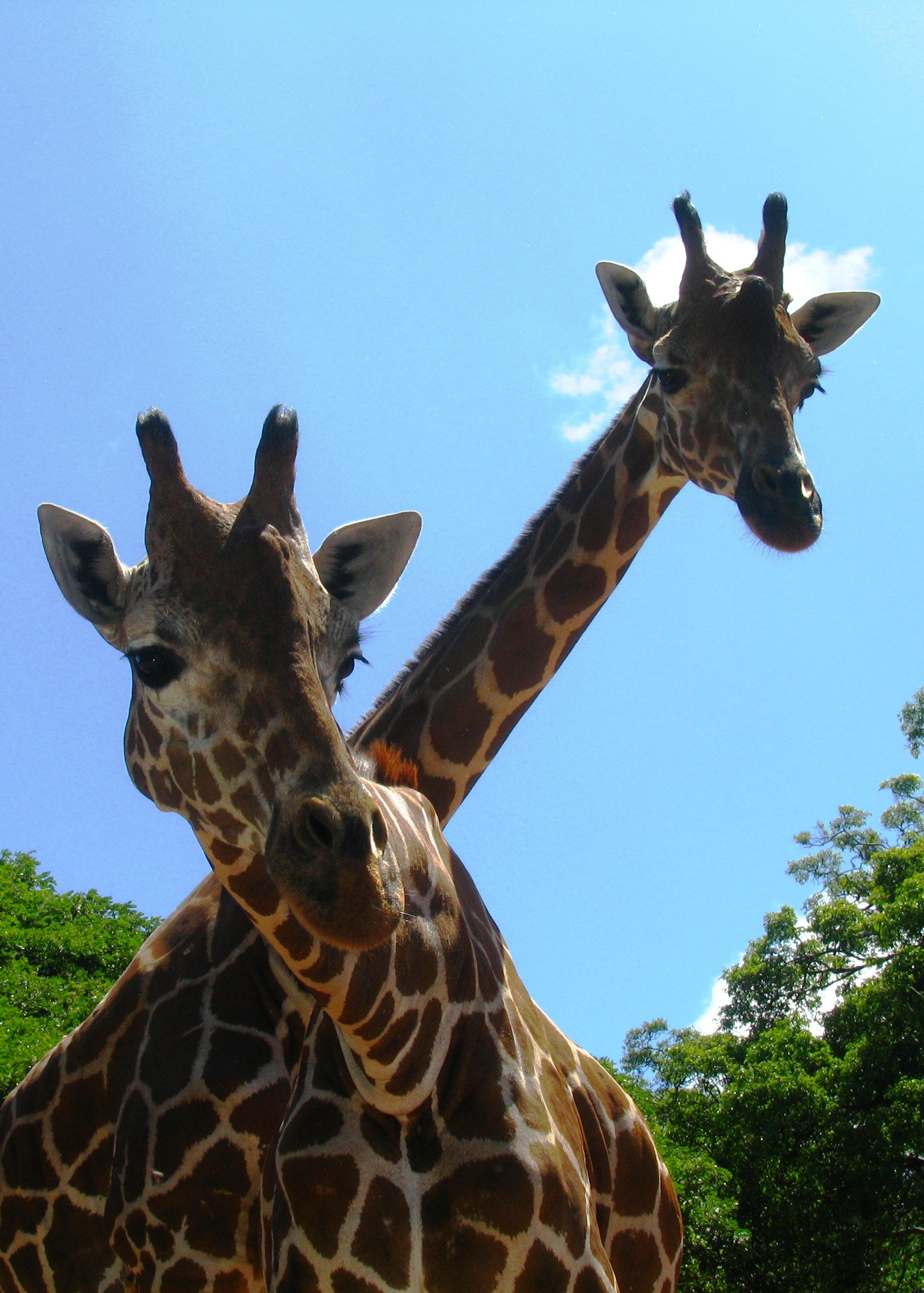 Giraffe pair