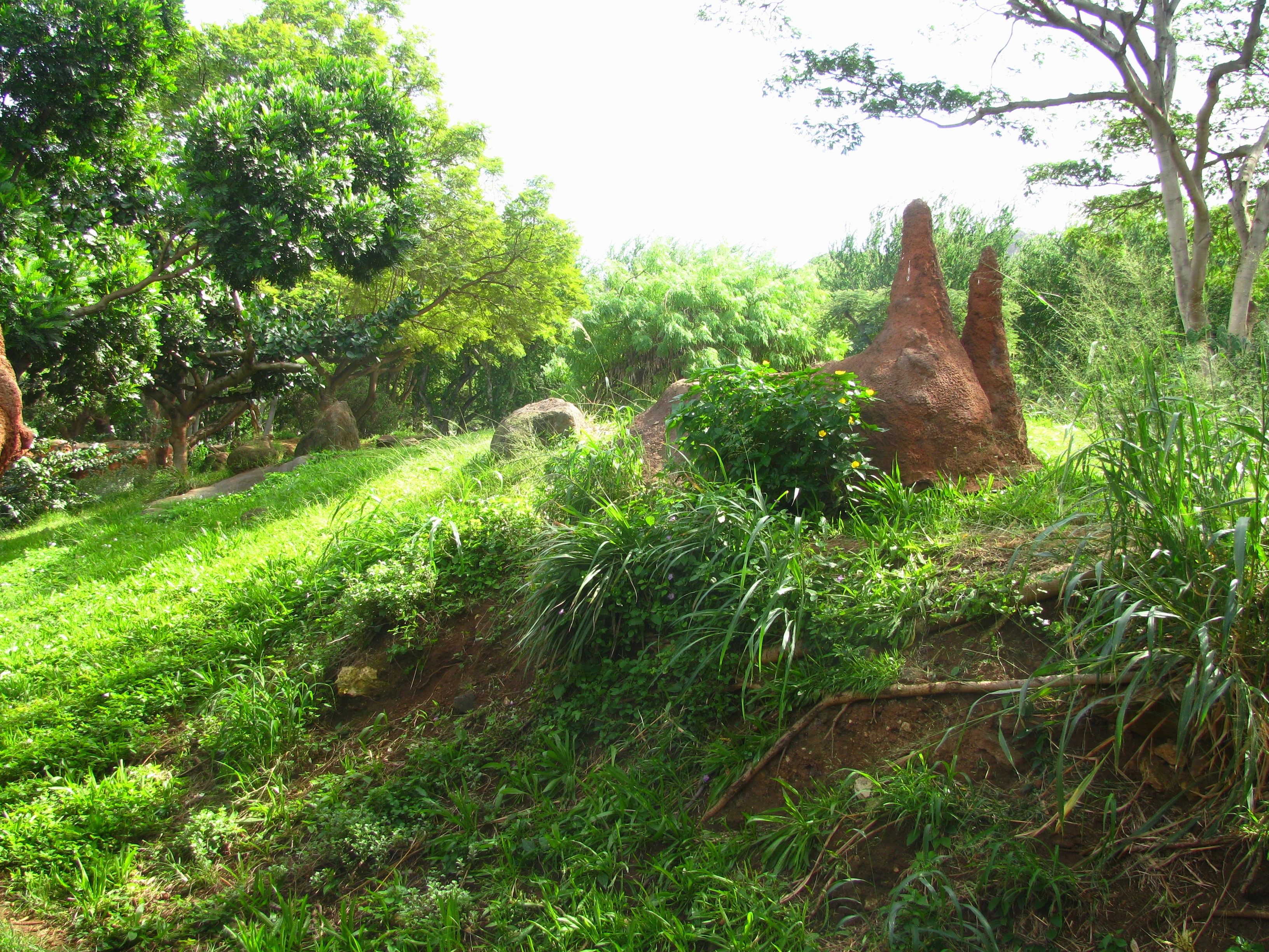 Empty cheetah exhibit