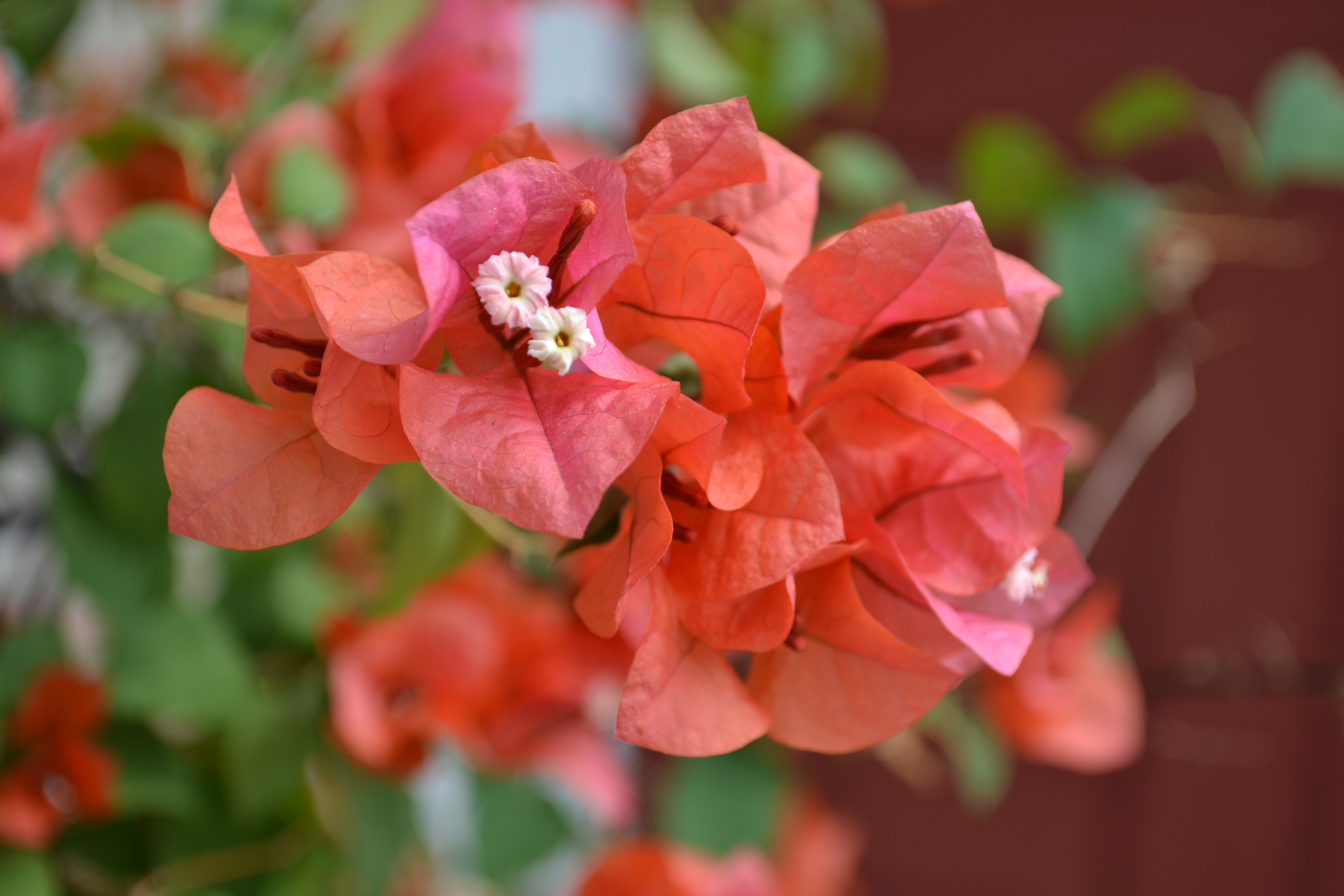 pink bouganvilla