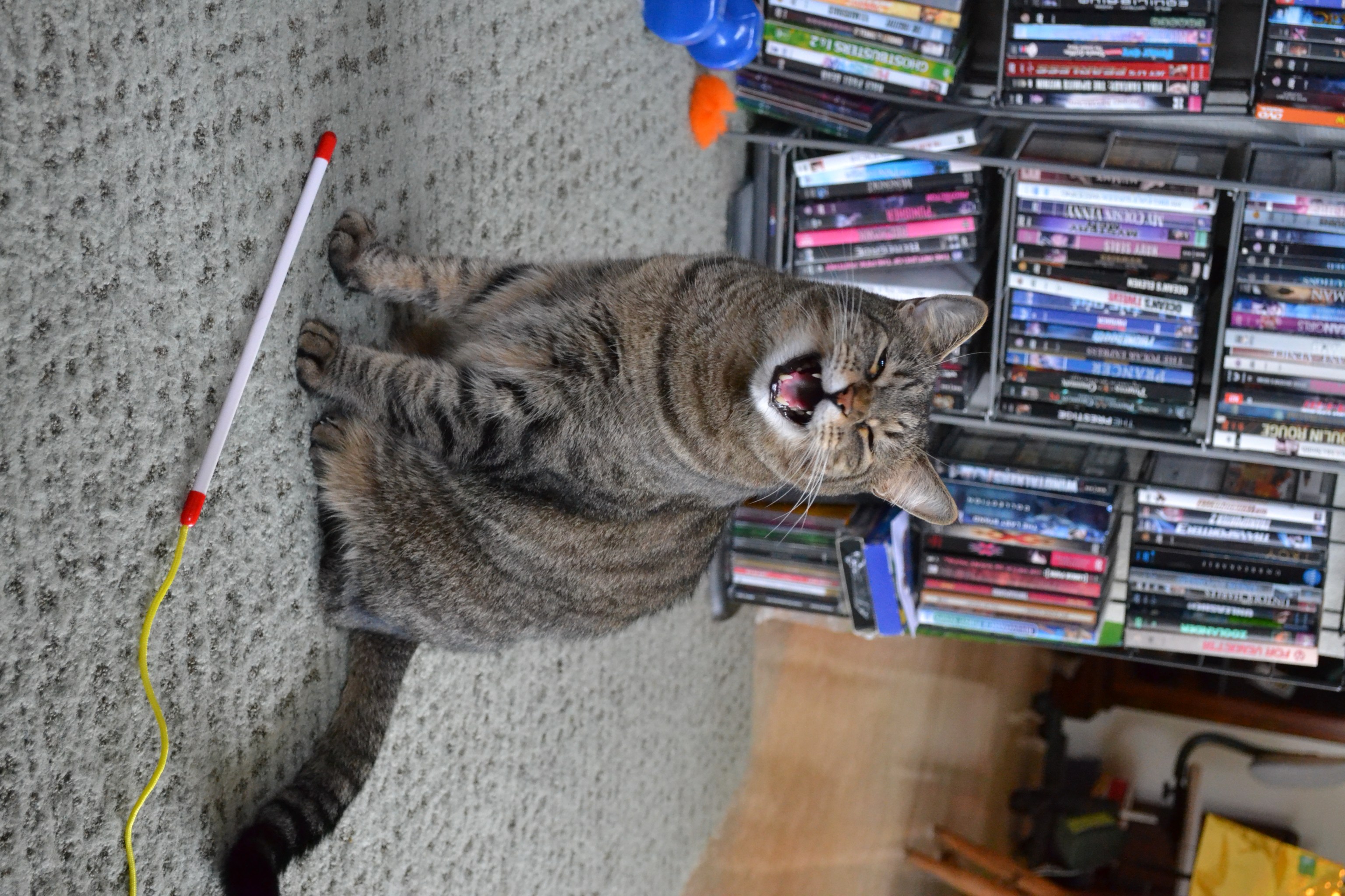 Caspian wants to play