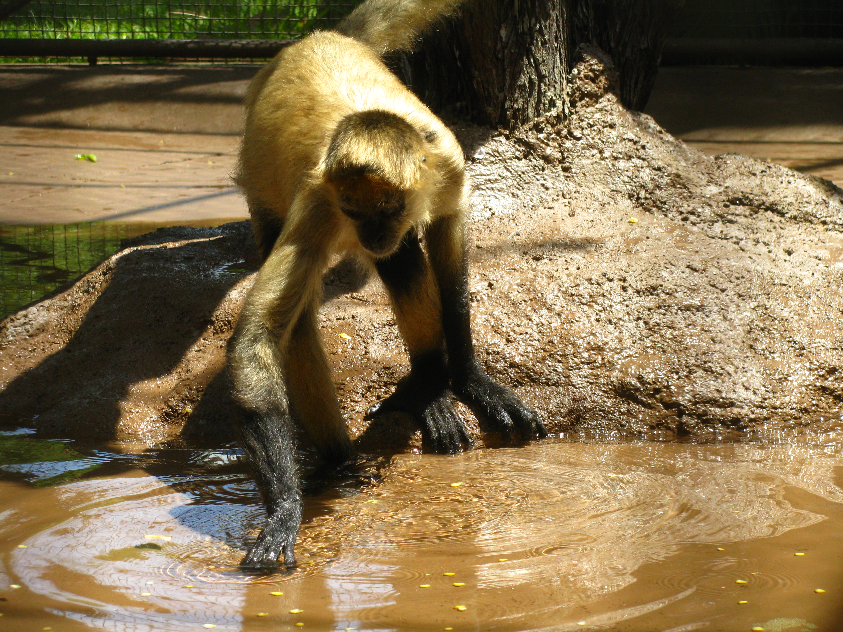 96/365 Monkey wetting her fingers