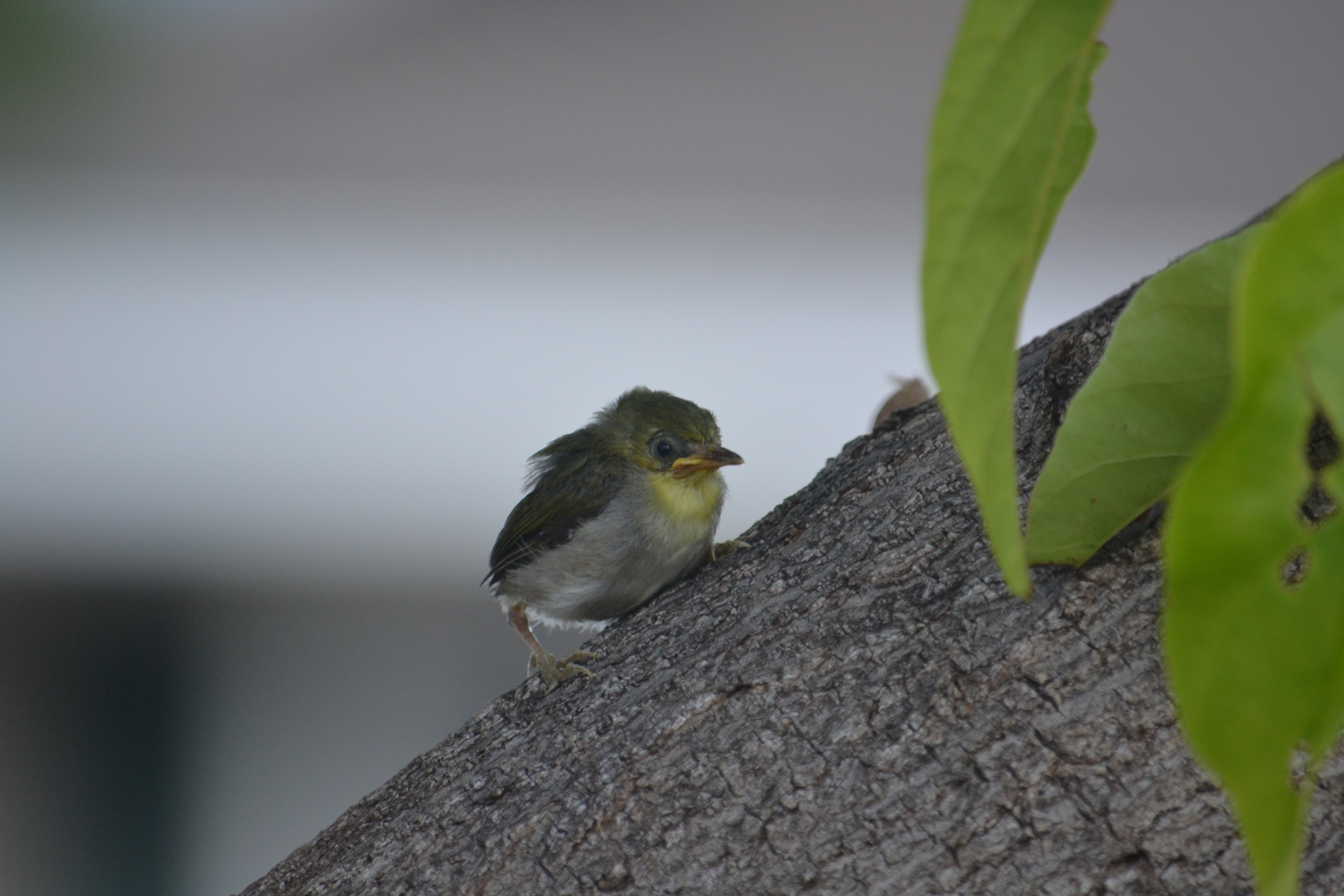 Baby white eye