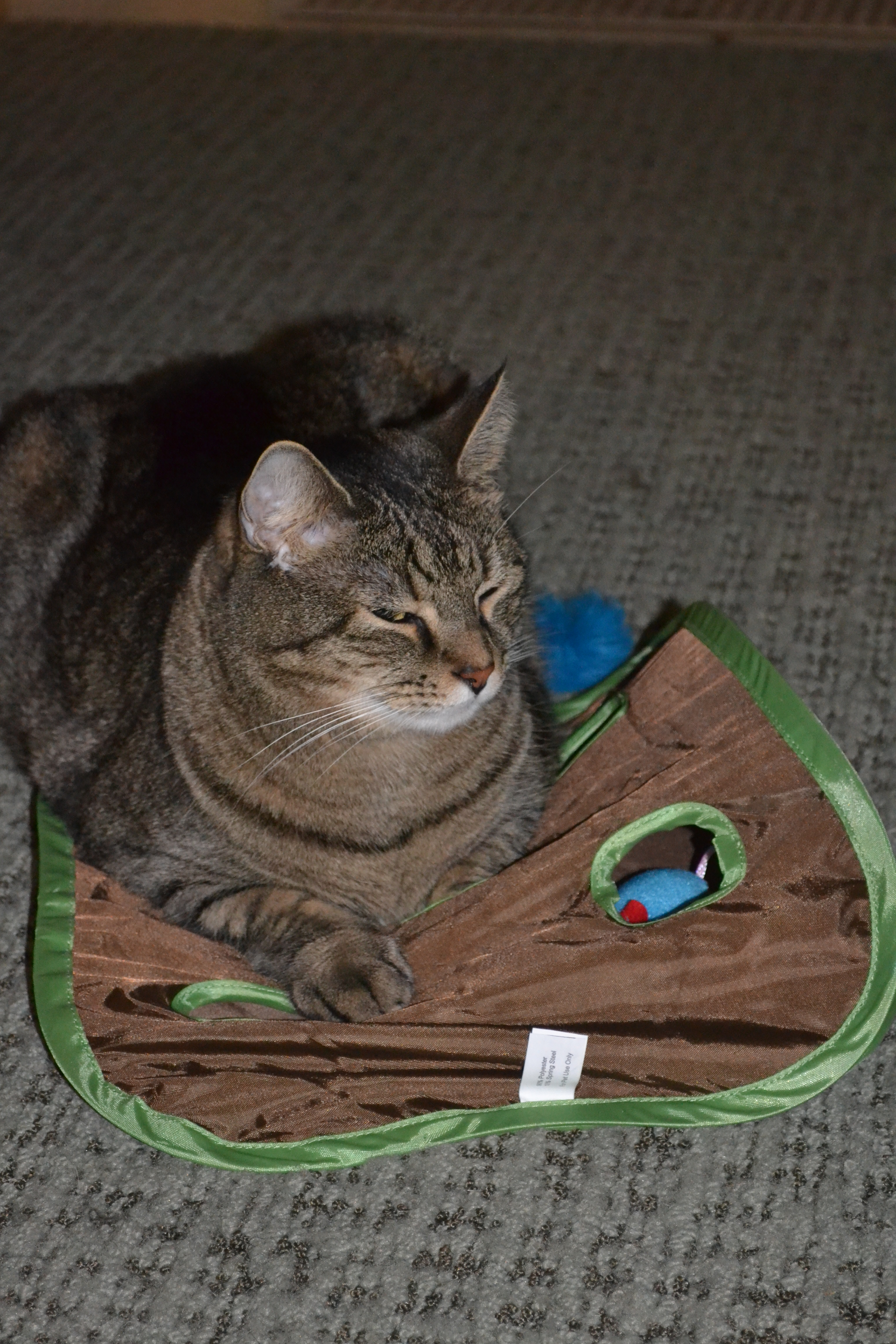 Sitting on the cat toy
