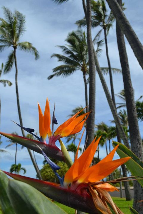 Bird of Paradise