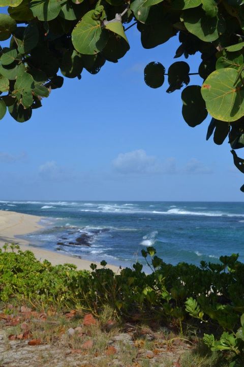 Erdman looking through leaves