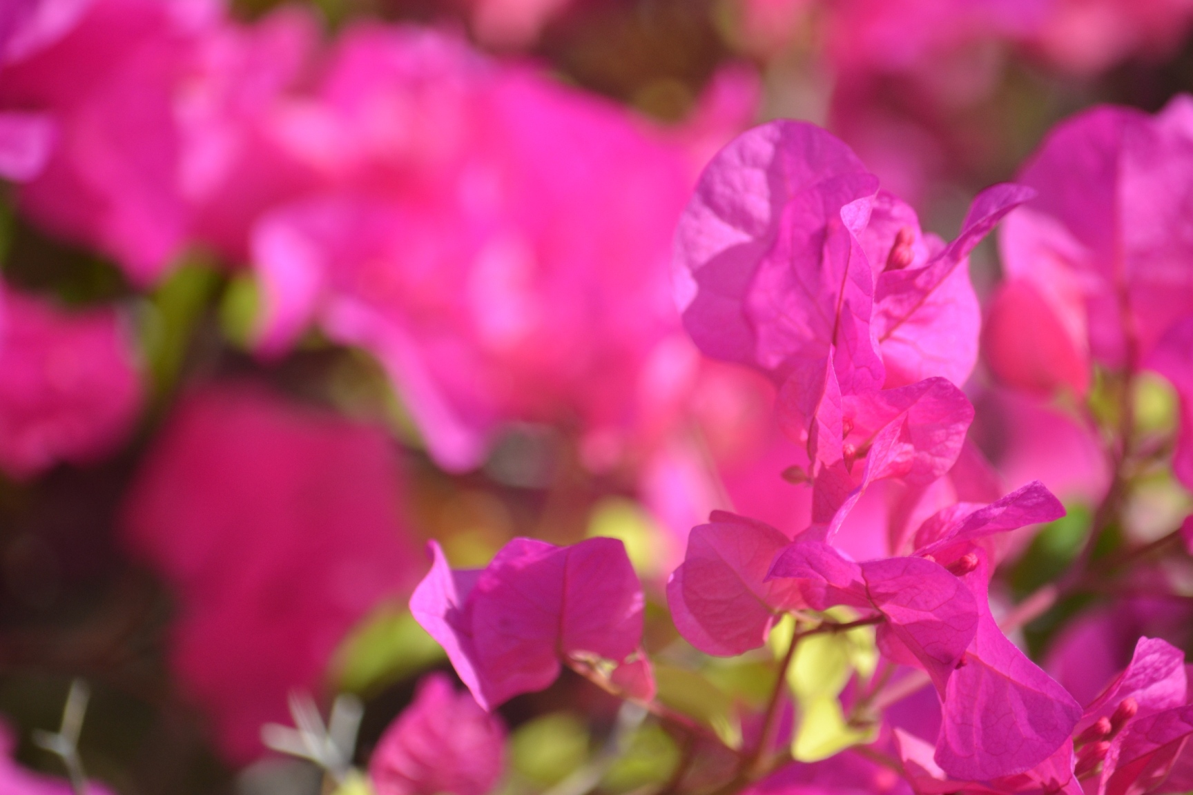pink bouganvillia