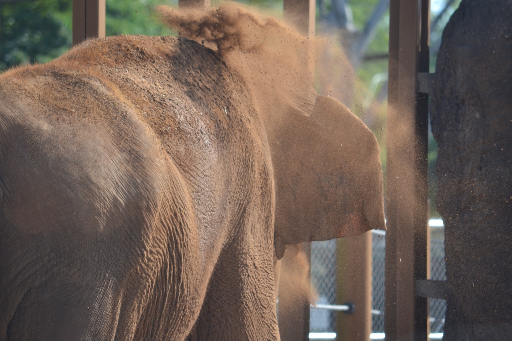elephant throwing dust