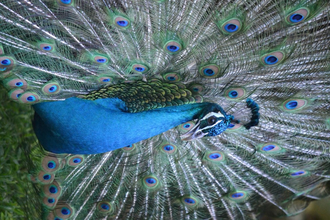 peacock showing off