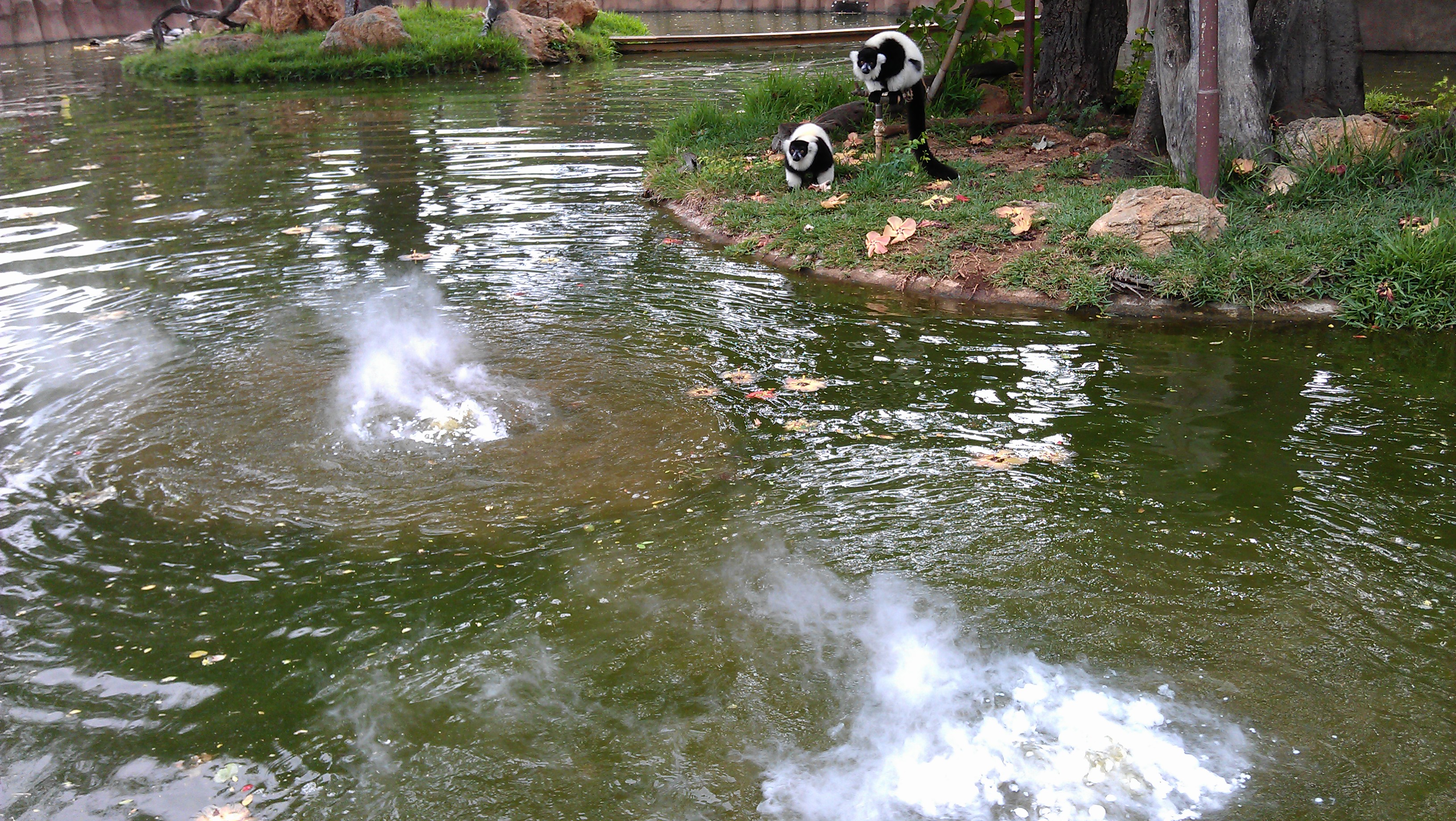 1/17/2012 Lemurs discover steam