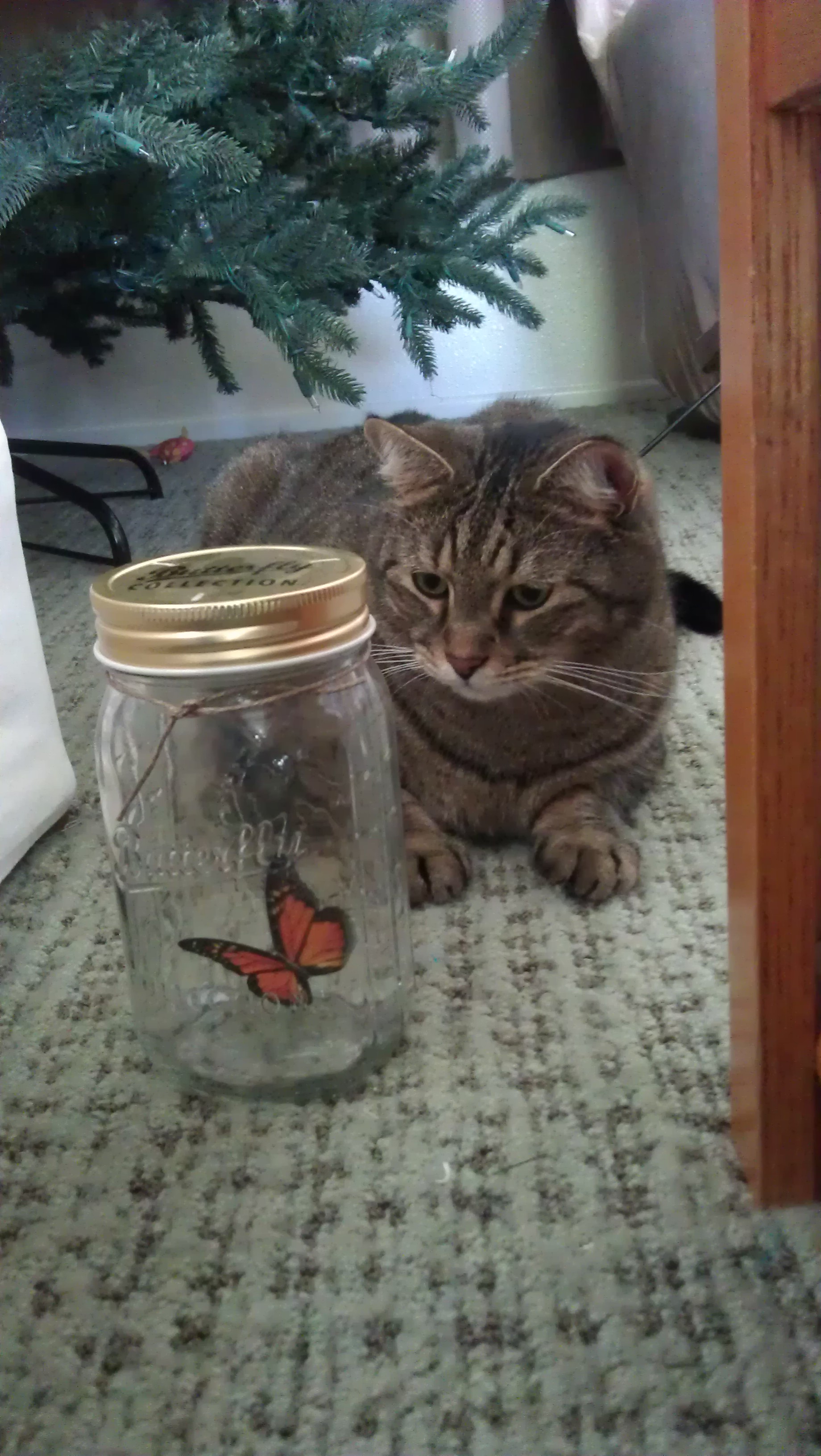 1/20/2012 butterfly studies