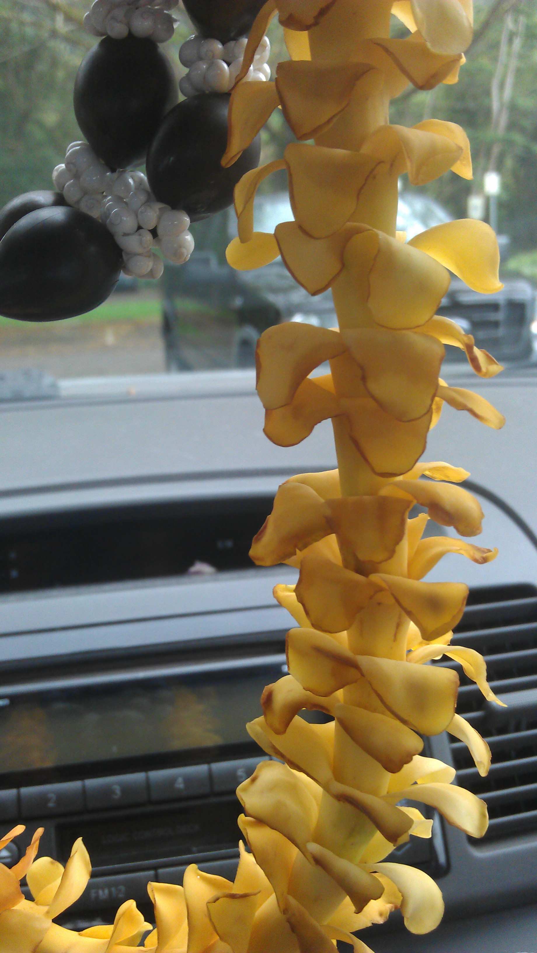 2/26/2012 golden lei