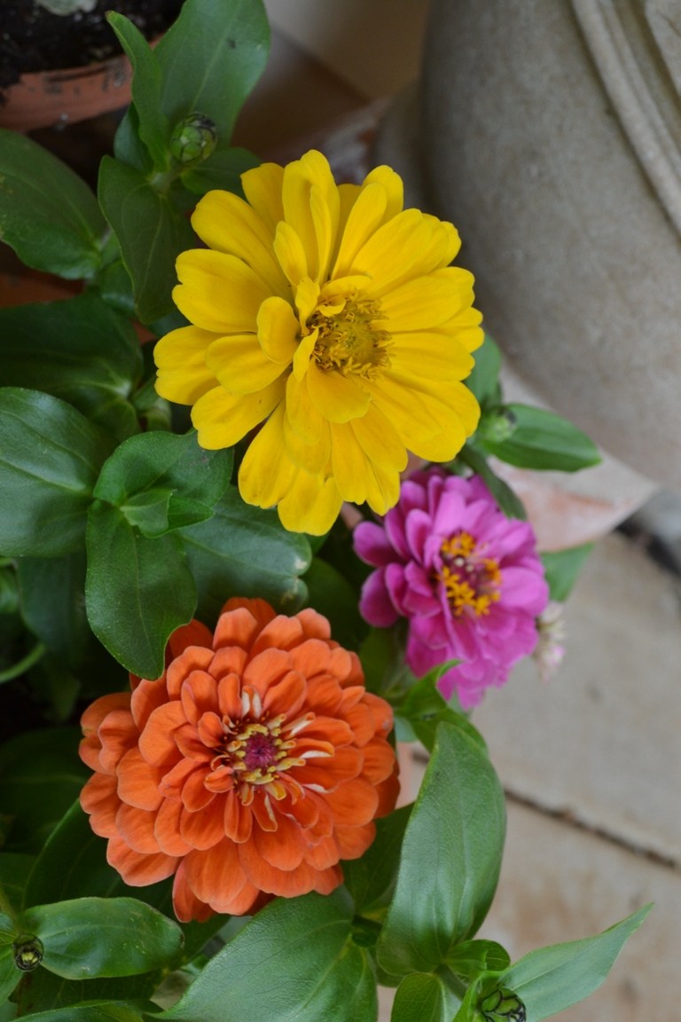 Container garden -- zinnia