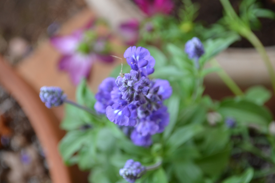 Container garden -- salvias 