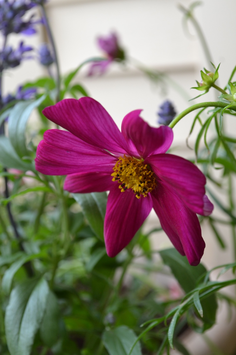 Container garden -- pink flower