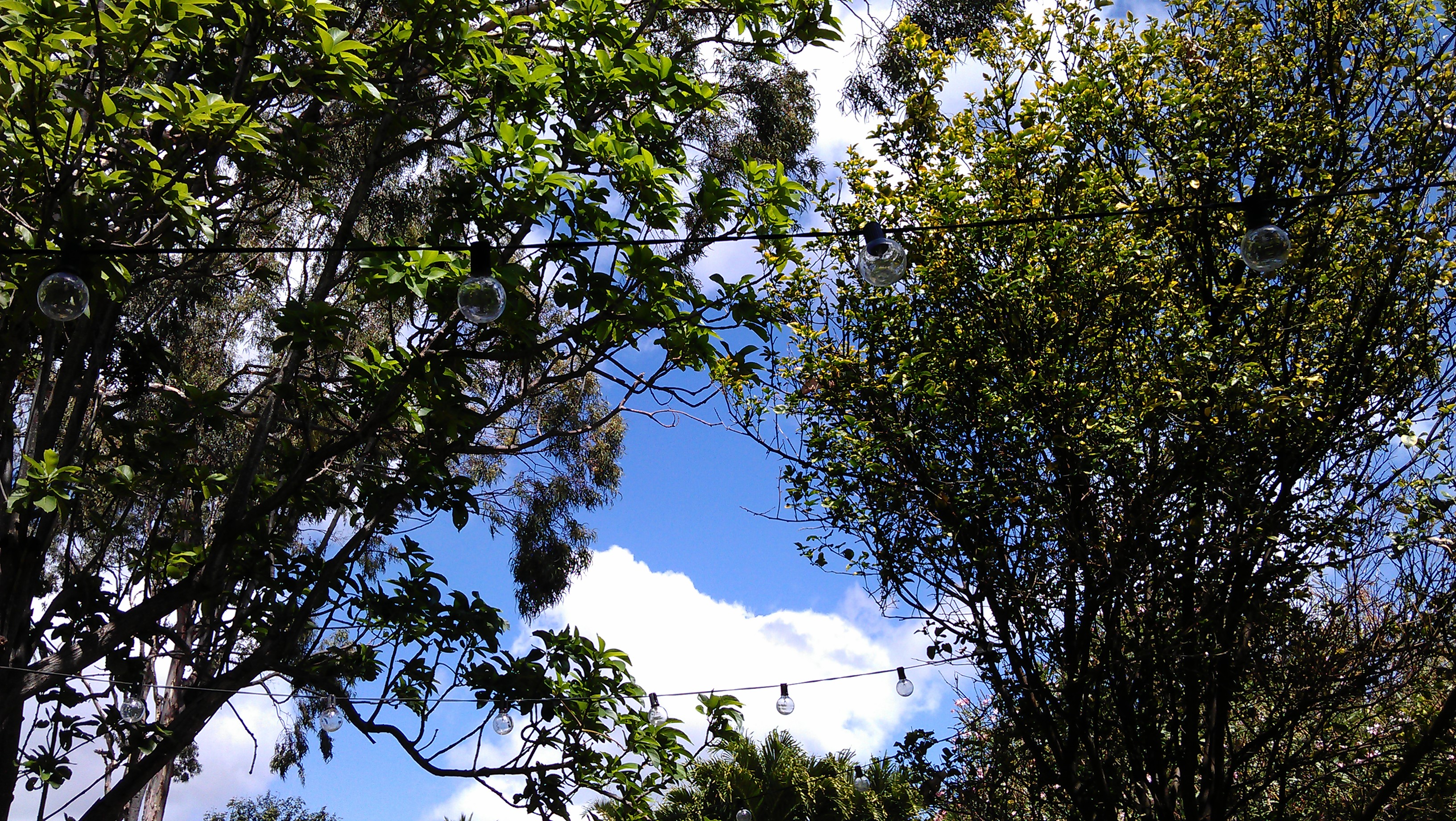 3/26/2012 blue sky backyard