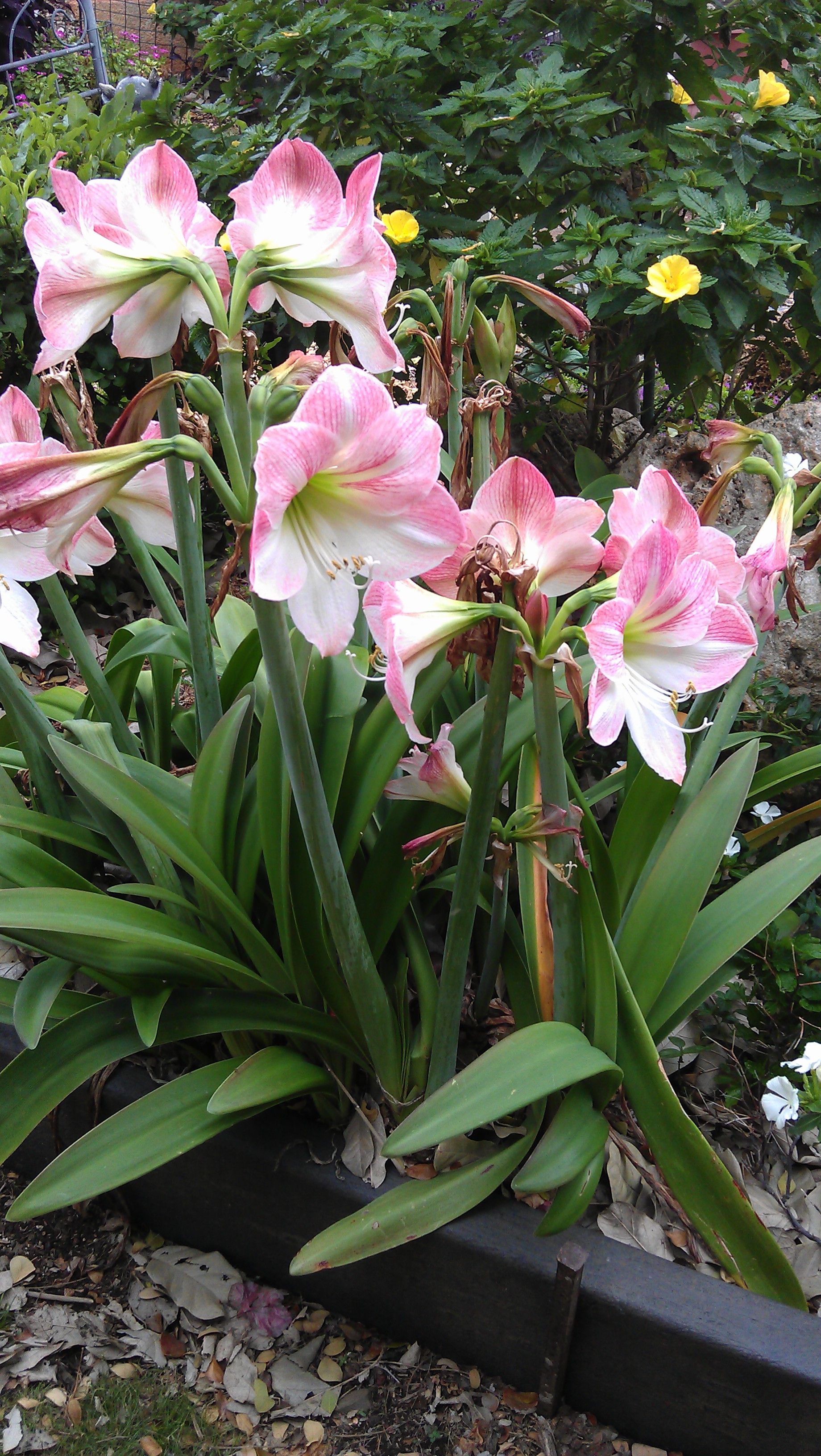 4/5/2012 amaryllis blooms