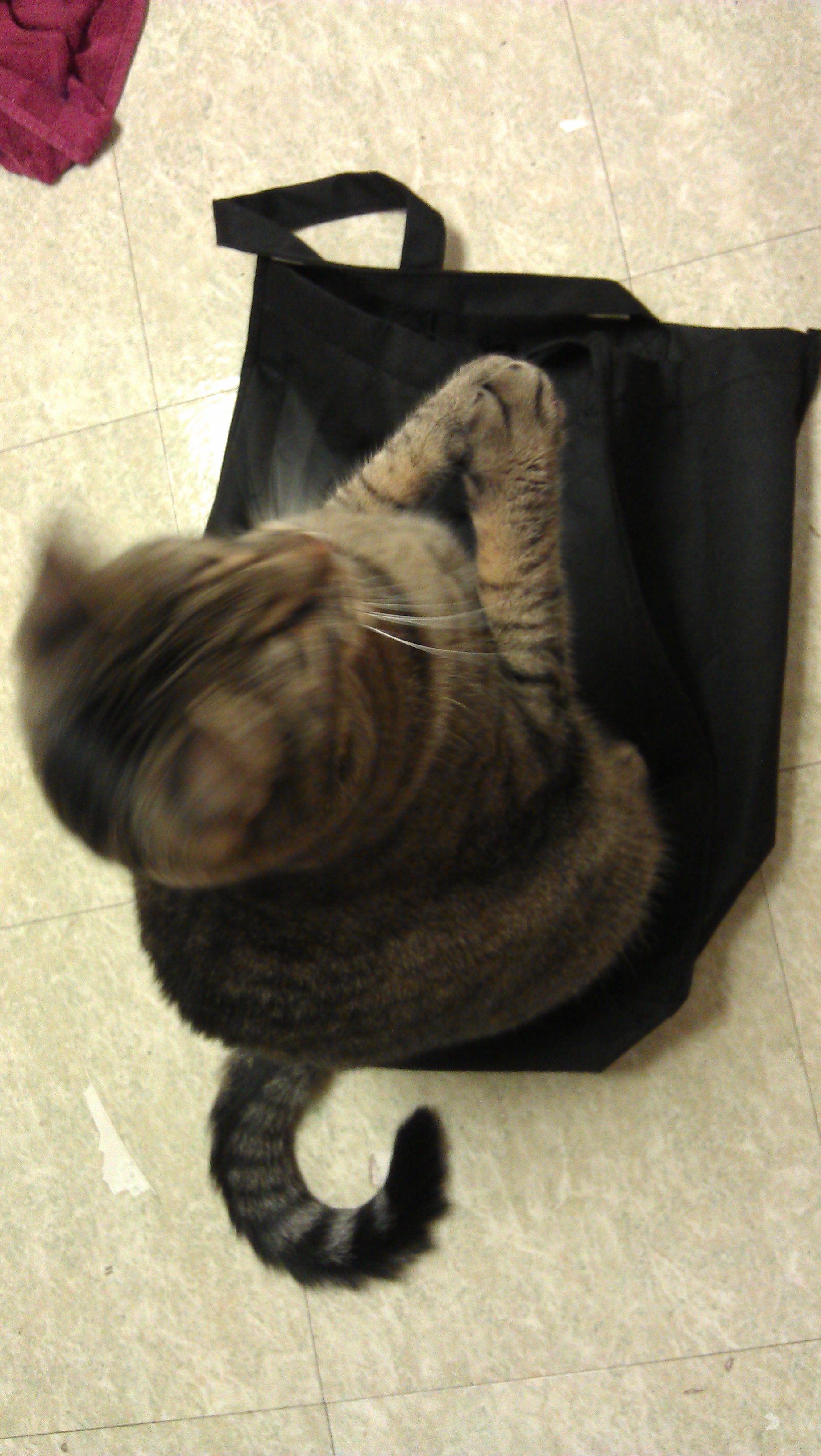 4/11/2012 Caspian applauds reusable bags