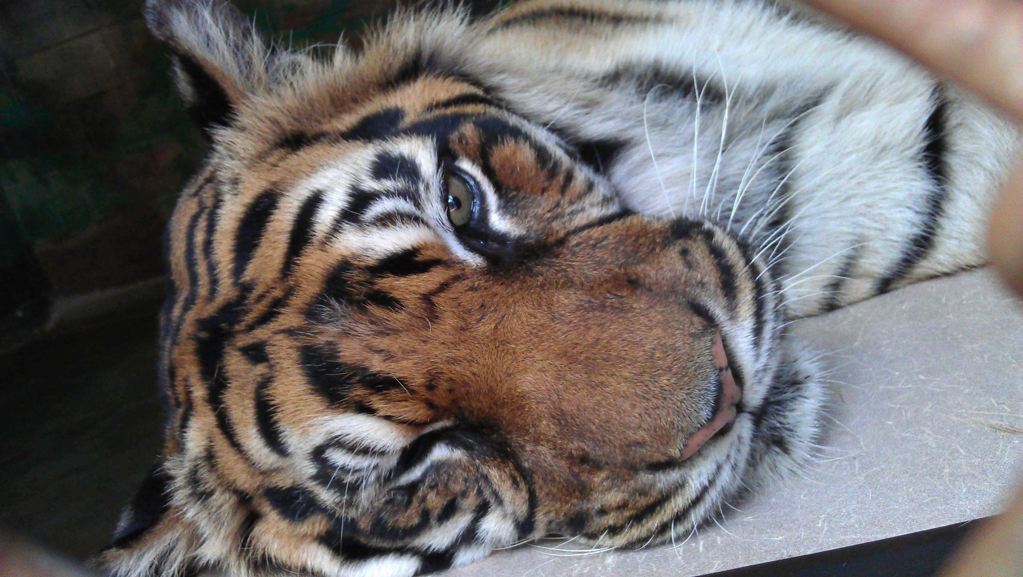 4/17/2012 sleepy tiger