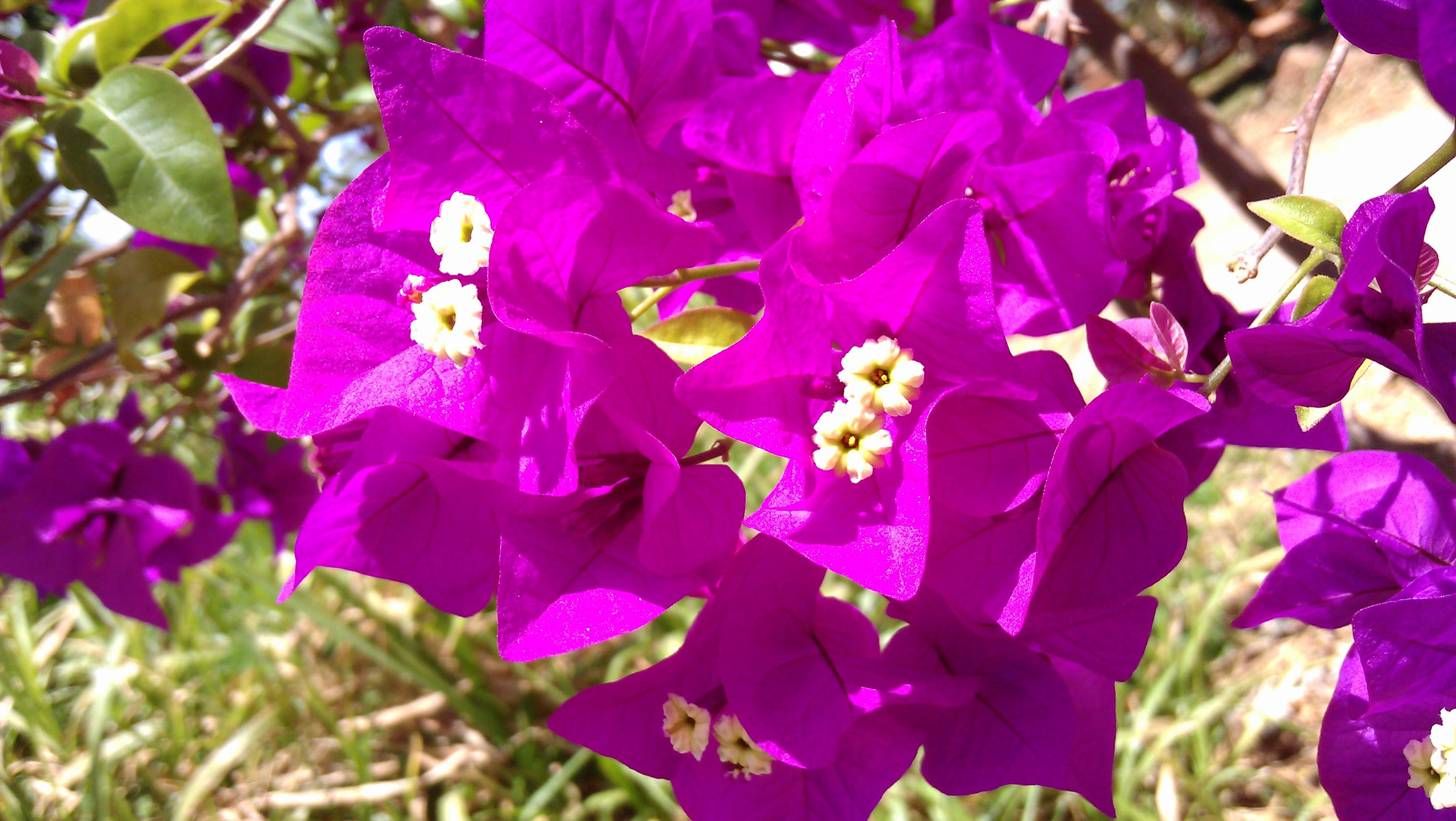 5/8/2012 pink blooms