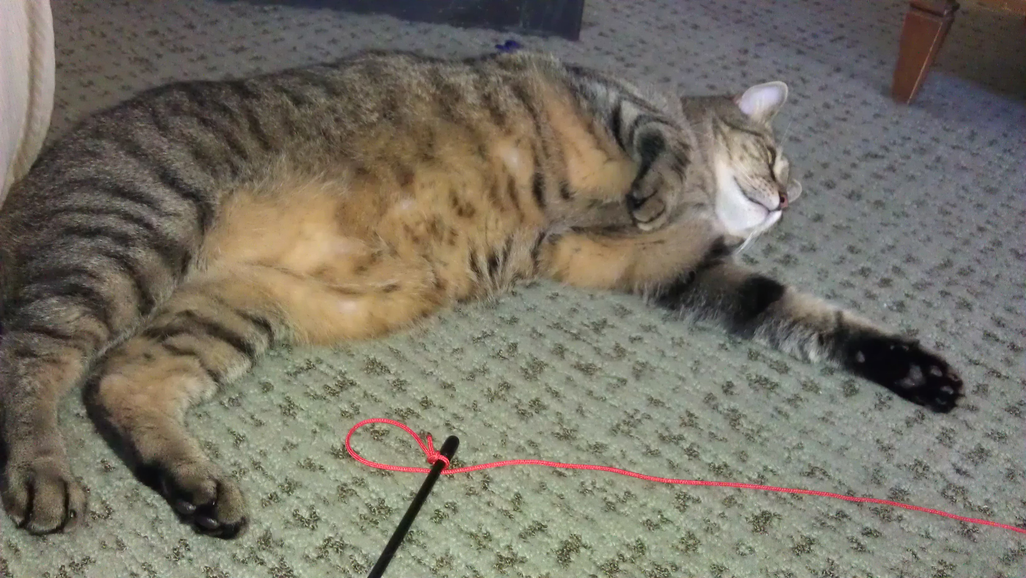 5/11/2012 is the diet working?