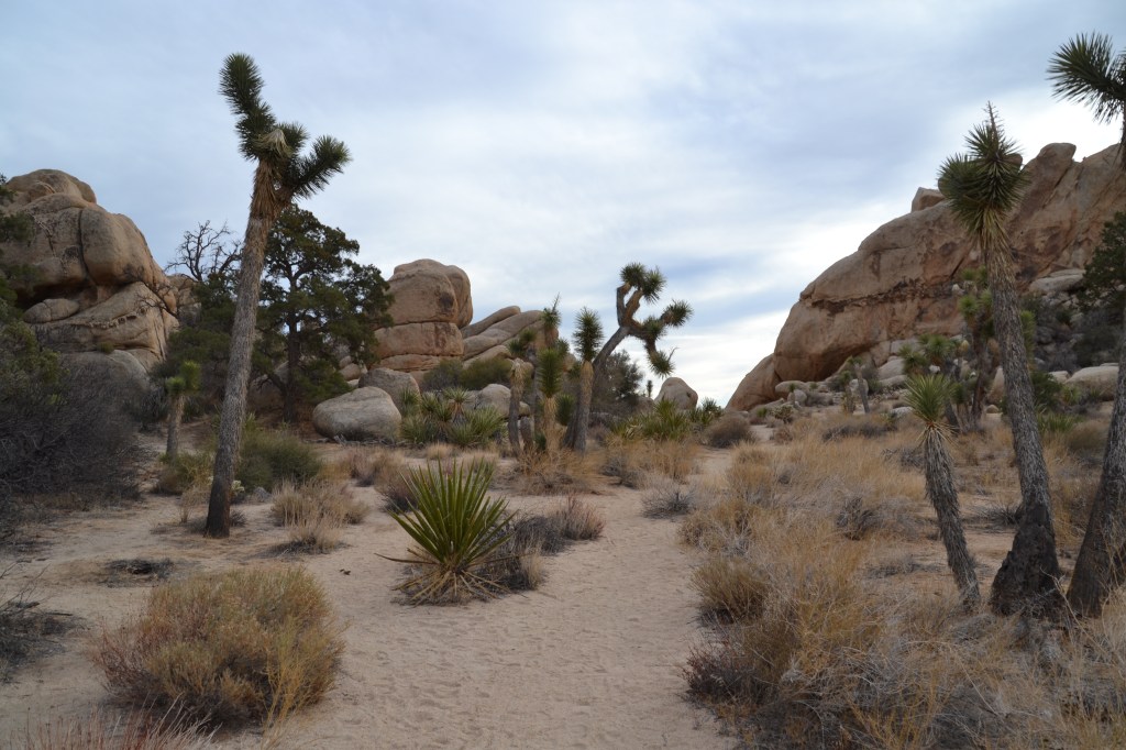 Joshua trees