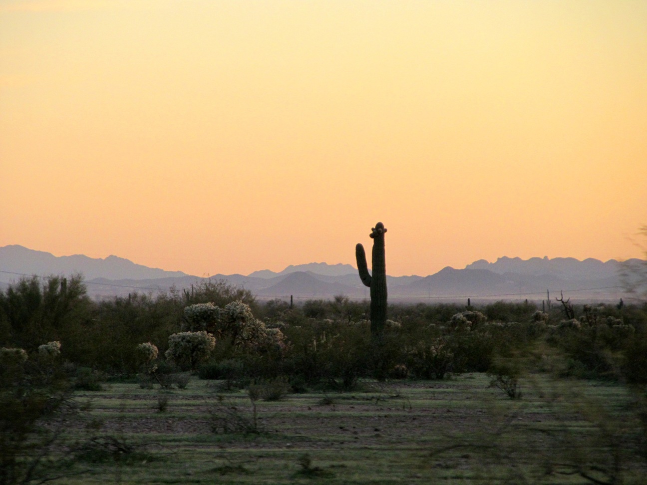 Arizona roadtrip, desert cactus sunset
