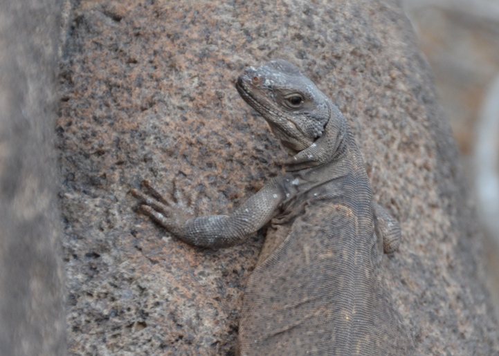 Arizona painted rock petroglyphs, lizard