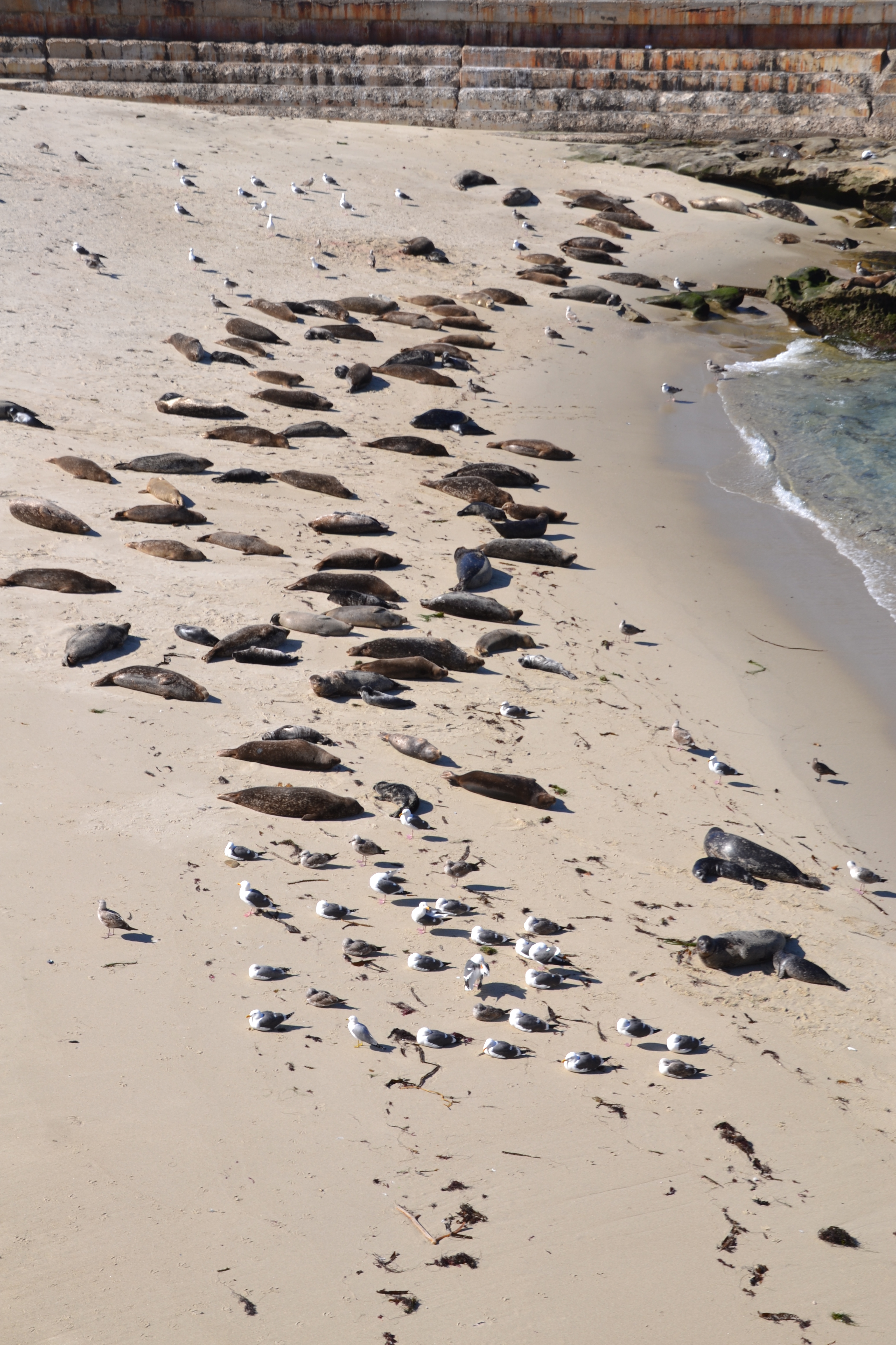 La Jolla seals wide