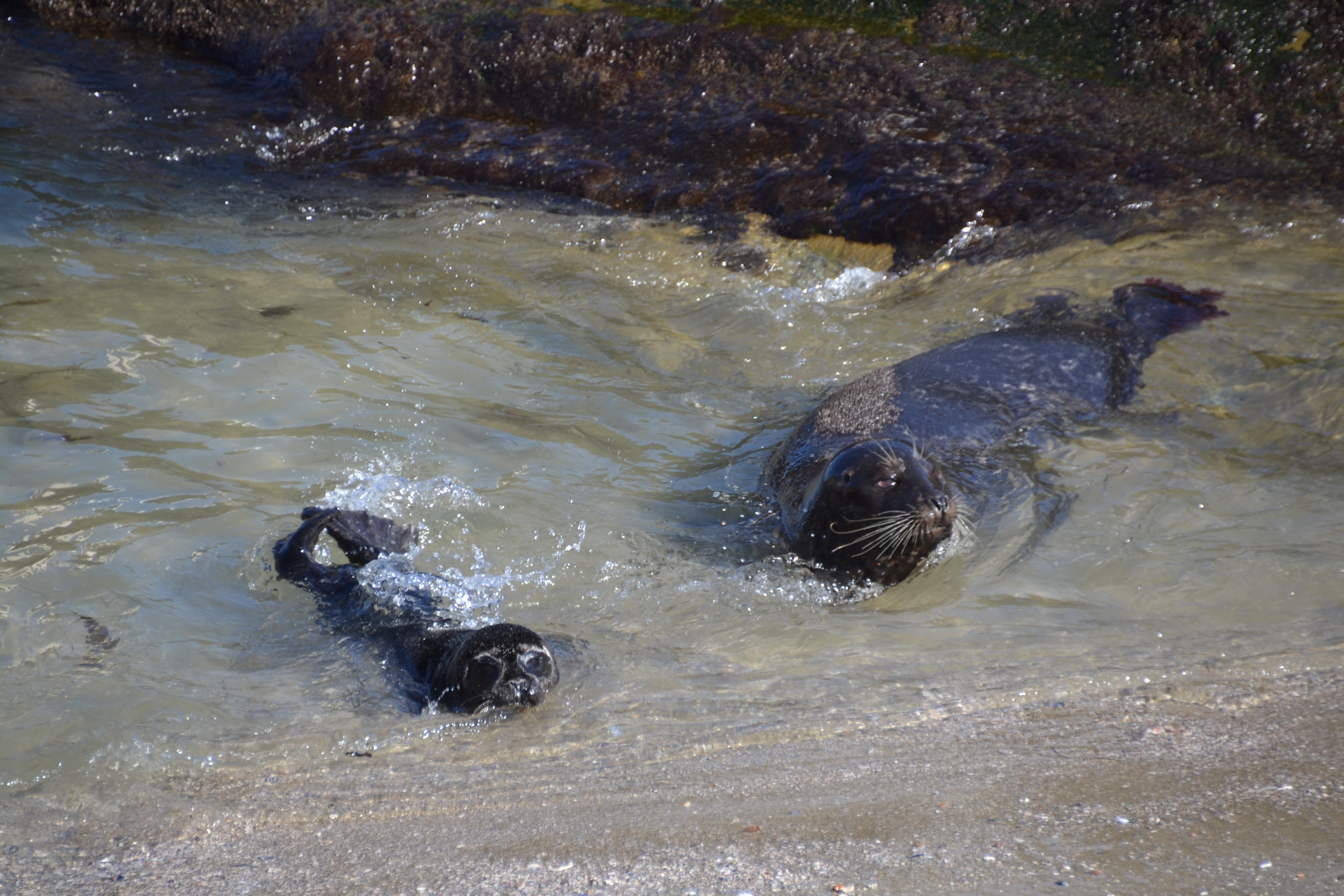 La Jolla seals newborn first swim