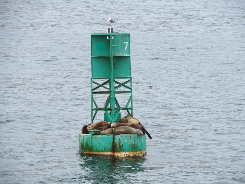 Whale watching, sea lions on buoy