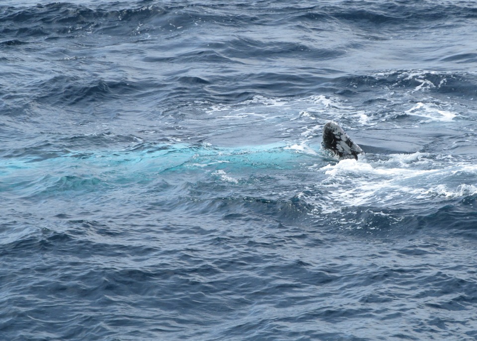 Whale watching, gray whale fin