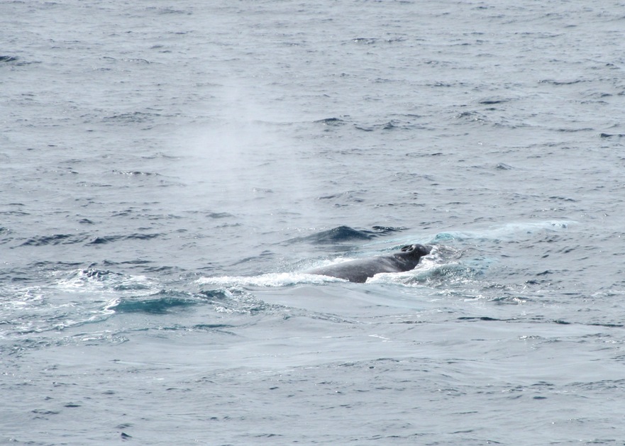 Whale Watching, gray whale blow