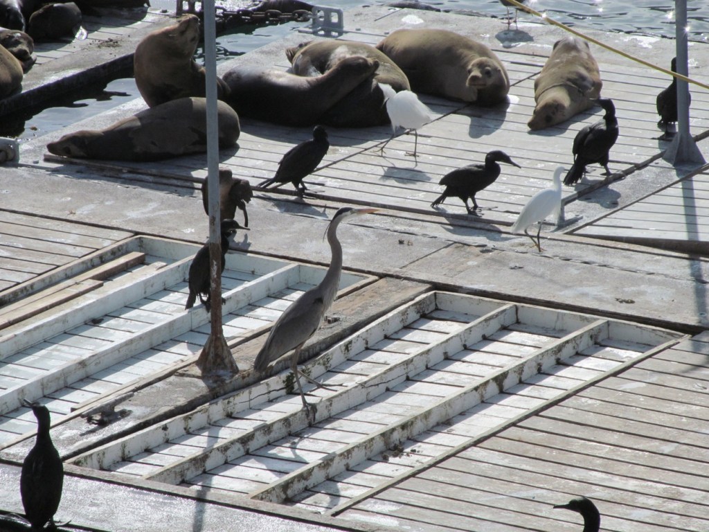 Whale Watching birds and sea lions