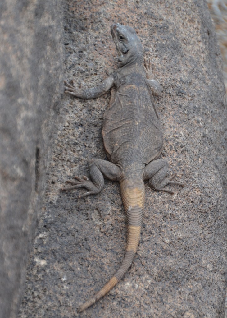Common Chuckwalla