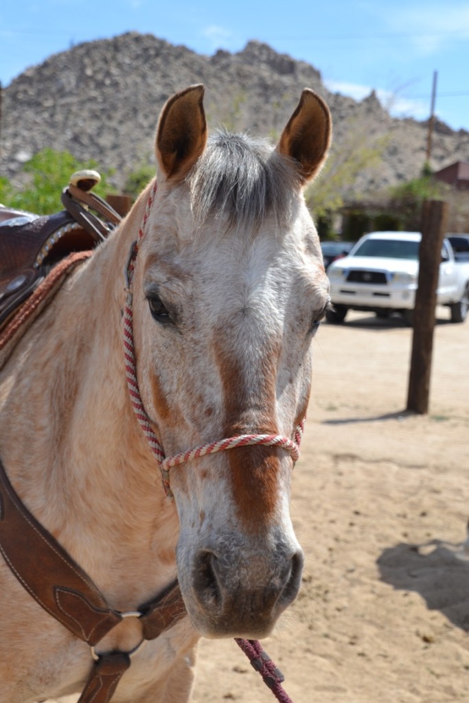Pioneertown horse
