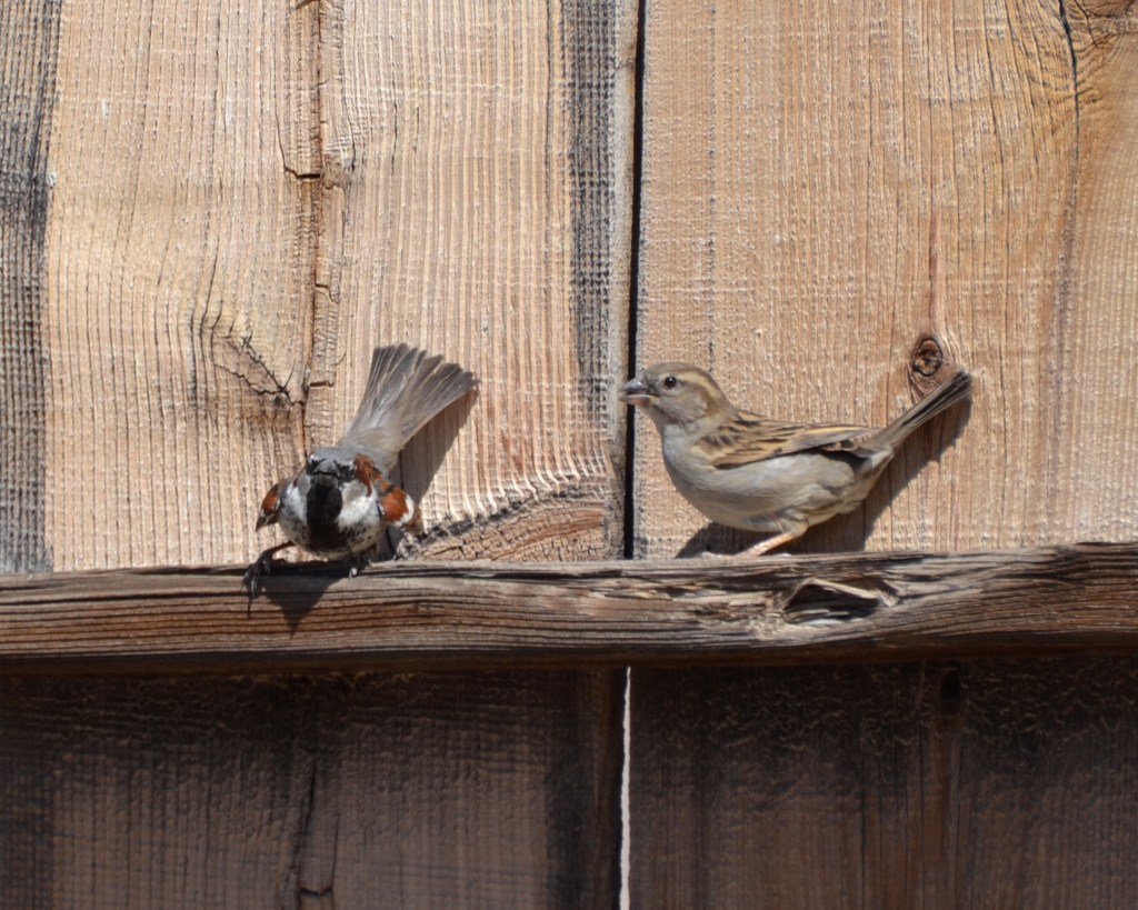 Sparrows dancing