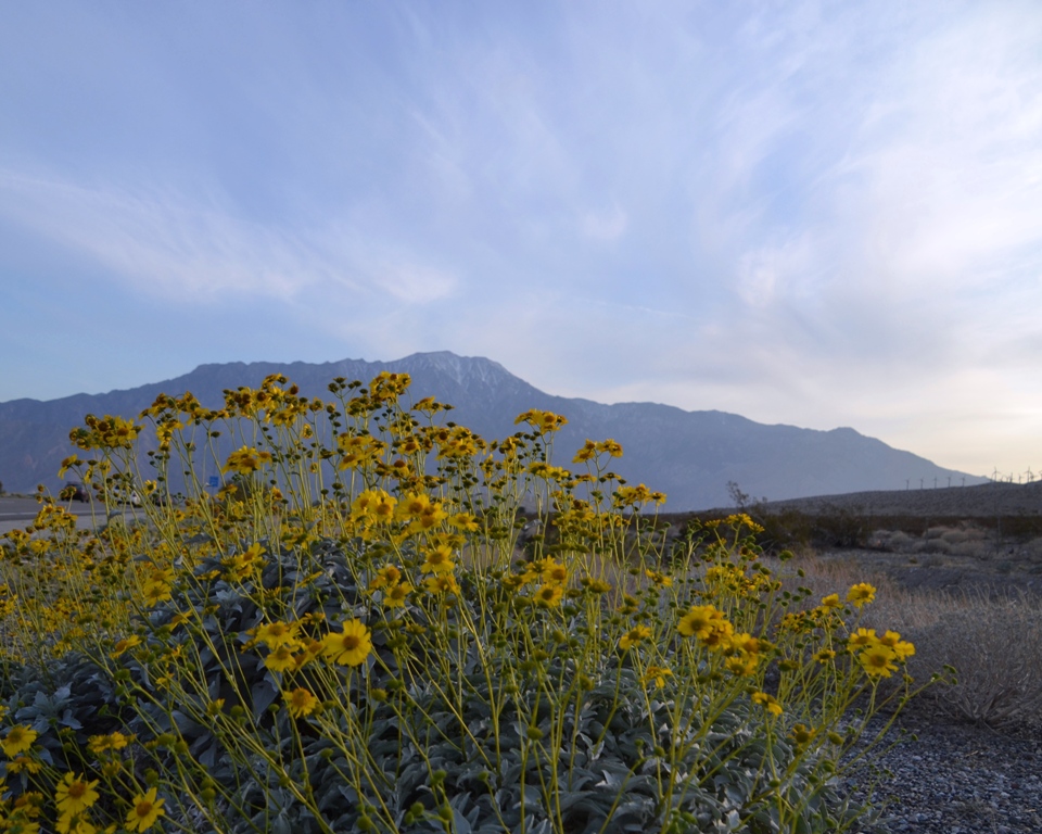 Joshua Tree wildflowers