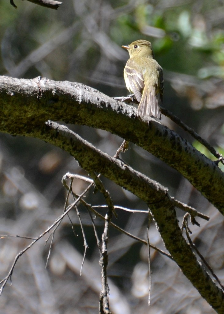 Lake Ramona, flycatcher