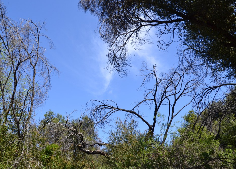 Blue Sky tree branches from fire