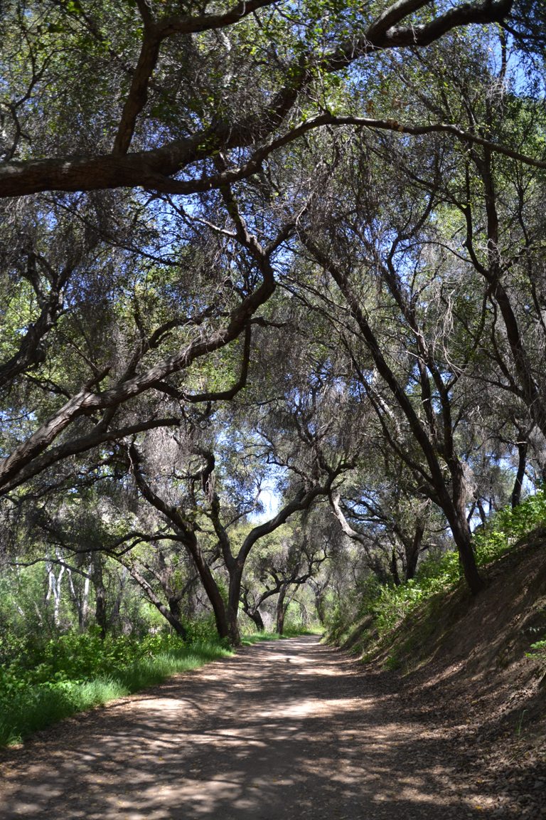 Blue Sky wooded trail
