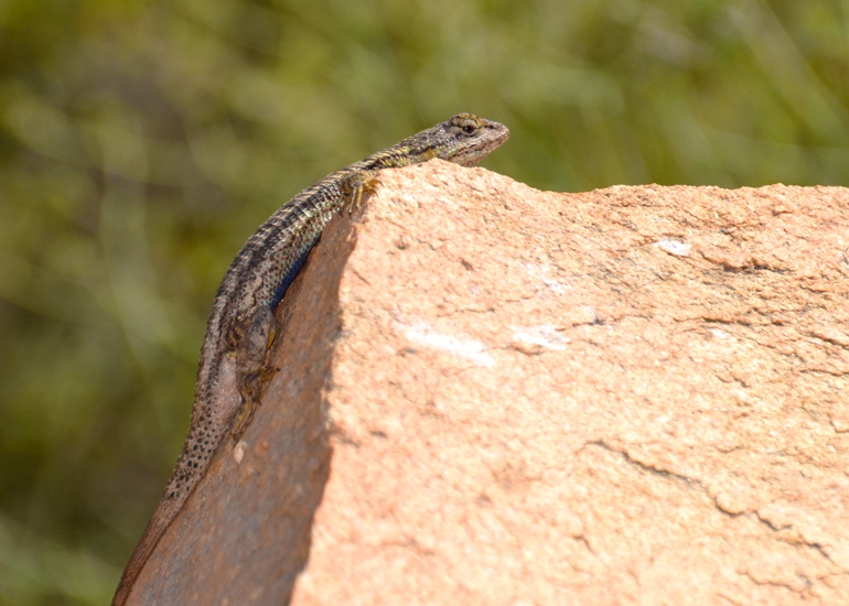 Blue Sky western fence lizard