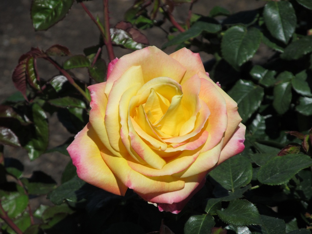 Easter Balboa Park yellow rose