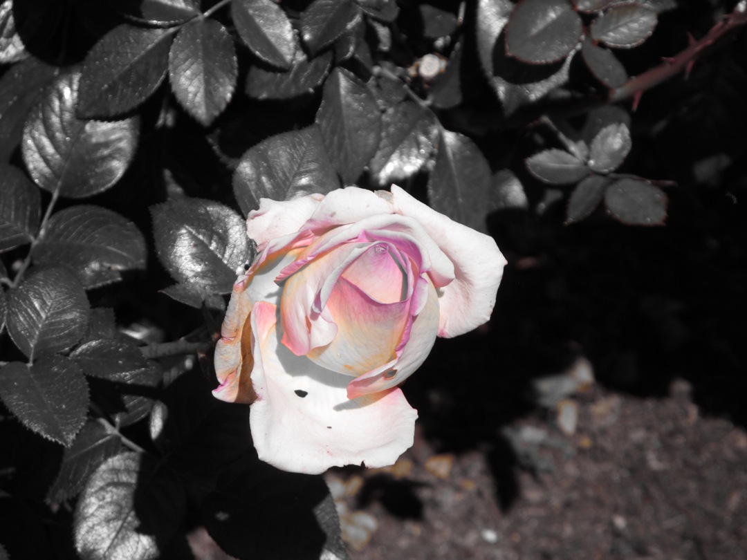 Easter Balboa Park pink rose