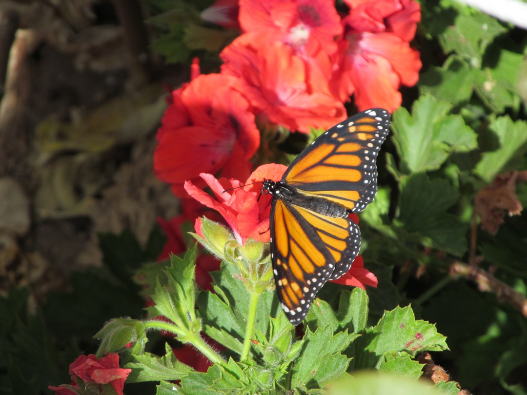 Easter Balboa Park butterfly