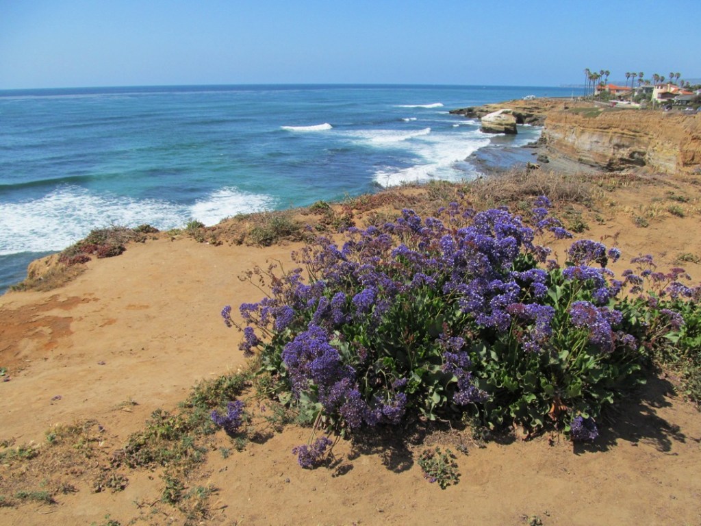 Sunset Cliffs, purple flowers