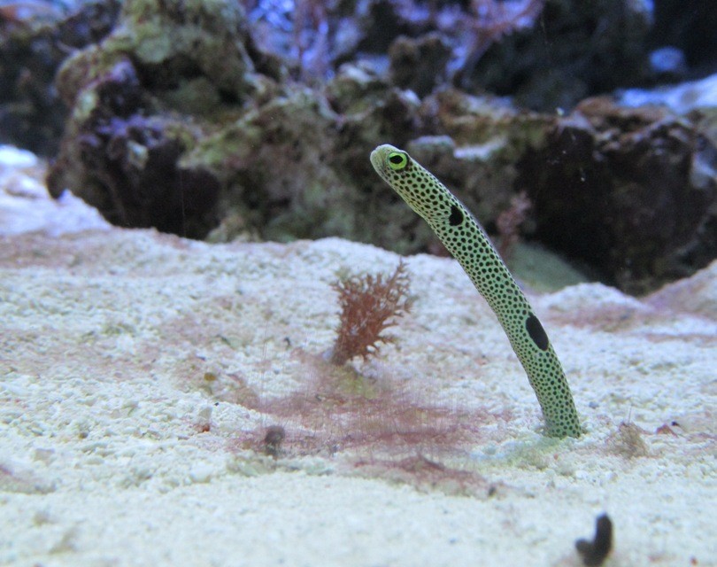 Birch Aquarium spotted garden eel