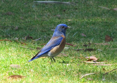 Balboa western bluebird